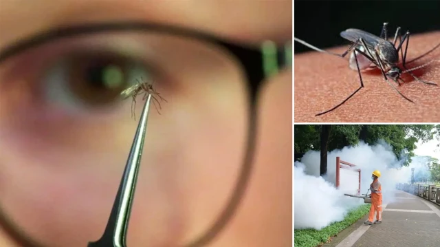 chikungunya salgini yayildi cinde halk sagligi acil durumu ilan edildi DQYBjptY