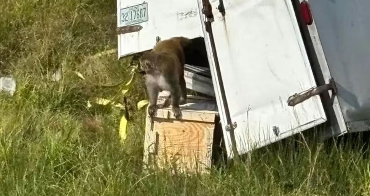 hastalikli maymunlar sokaklara sacildi JXCMYcKS.jpg