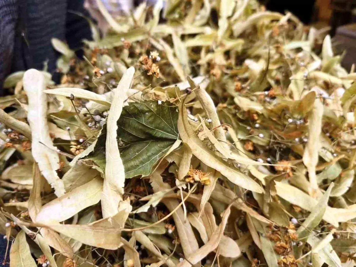 ihlamur kis aylarinin vazgecilmezi kilosu 1500 tl 3c14WGzM