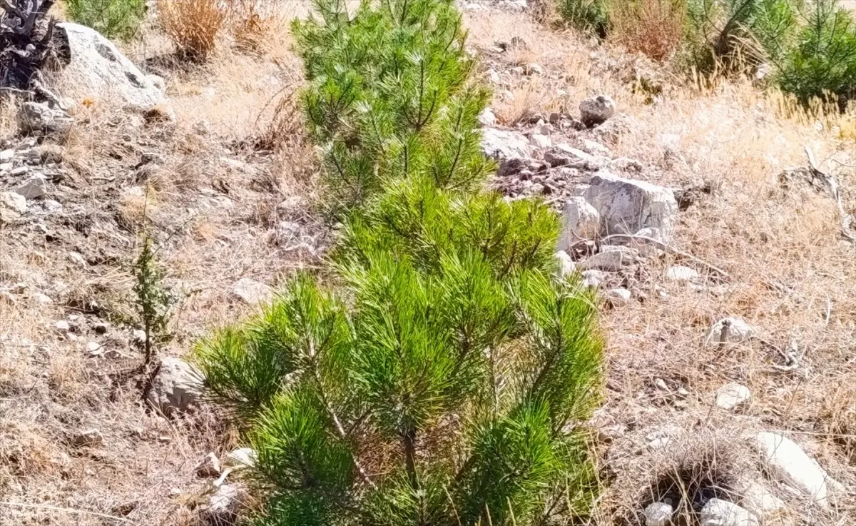 nallihanda 2 milyon fidan dikimi MUEFKZwY