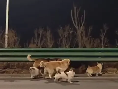 Hırsızların Kamyonundan Kaçan 7 Köpek, 17 Kilometre Yürüyerek Evlerine Döndü