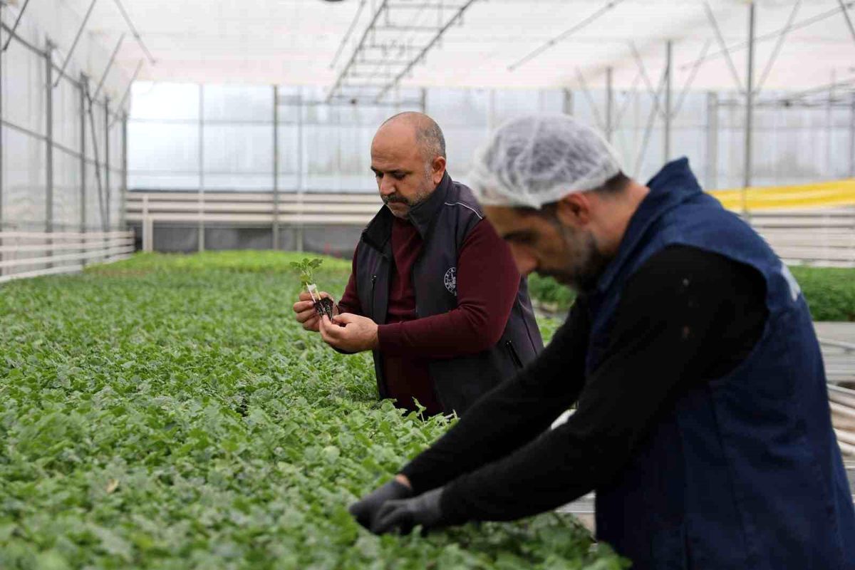 Jeotermal tesiste üretilen çiçekler, kentin renklenmesinde önemli rol alıyor