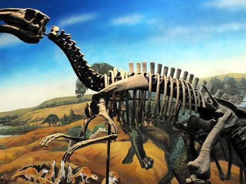 Boyu 20 metreye kadar cikabiliyor taylandda yeni dinozor turu kesfedildi 6w7GQ3bU